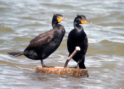 Double-crested Cormorants at Ford's Landing, Alexandria