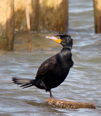 Double-crested Cormorant at Ford's Landing, Alexandria