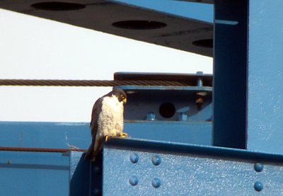 Male on nearby perch