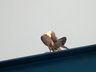 Female
