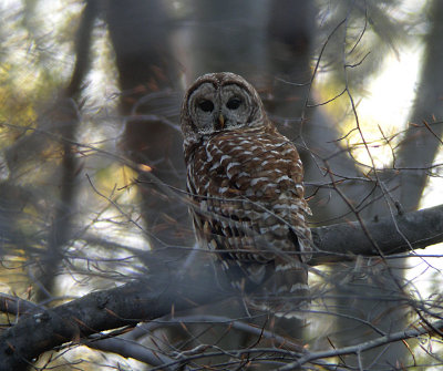 Barred Owl