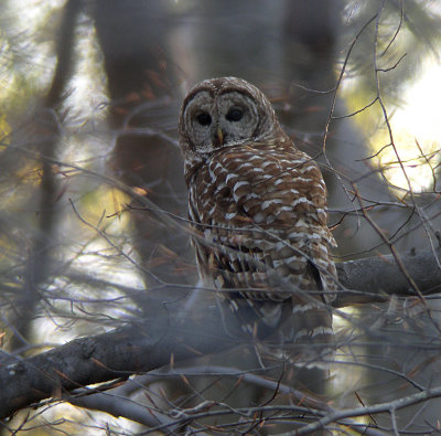 Barred Owl