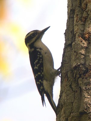 Hairy Woodpecker near cavity