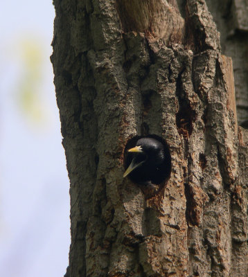 Starling in Hairy Woodpecker nest cavity