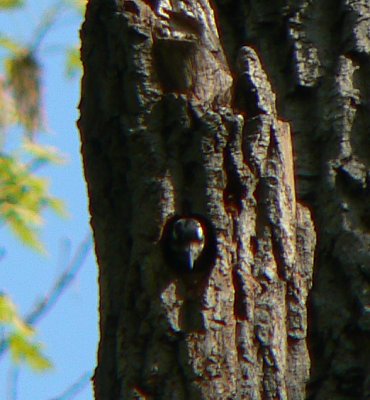 Hairy Woodpecker in nest cavity