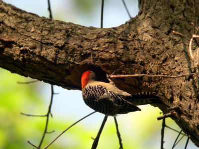 Red-bellied Woodpecker at nest hole