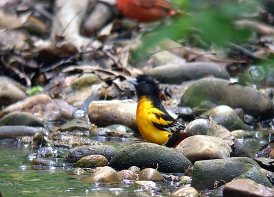 Baltimore Oriole