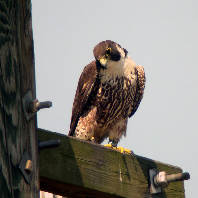 Peregrine Falcon at Cameron Run, Alexandria, 2007