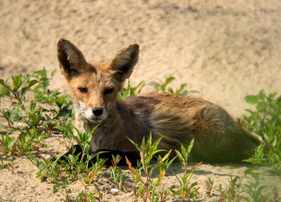 Red fox