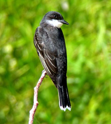 Eastern Kingbird
