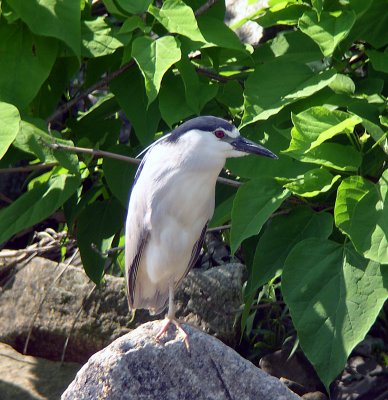 Black-crowned Night-Heron