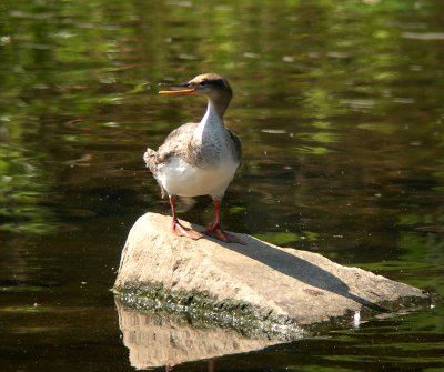 Red-breasted Merganser
