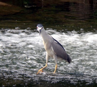 Black-crowned Night-heron