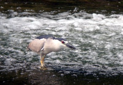 Black-crowned Night-heron