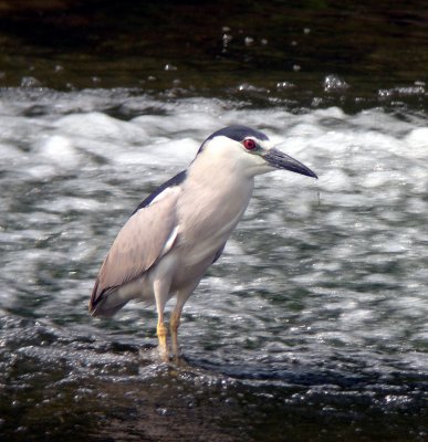 Black-crowned Night-heron