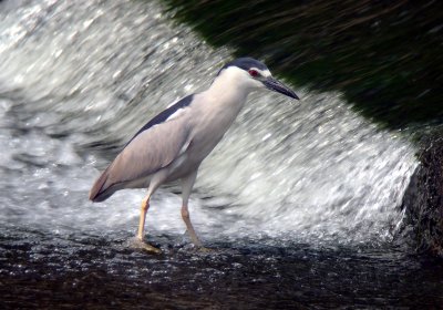 Black-crowned Night-heron