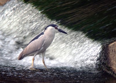 Black-crowned Night-heron