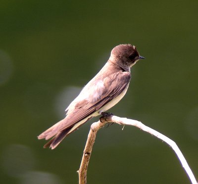 Northern Rough-winged Swallow