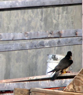 Female returning with prey