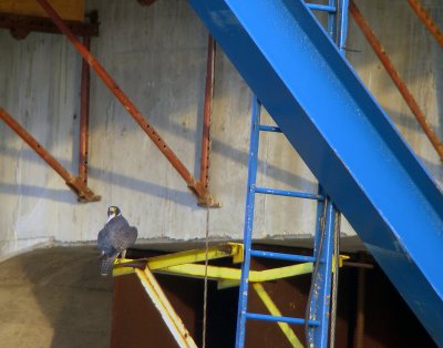Female on crane