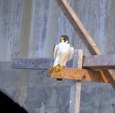 Male appears to be using his left talons to grip the perch, while injured right leg merely rests on it