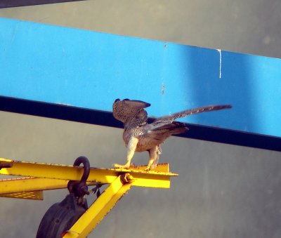 Female