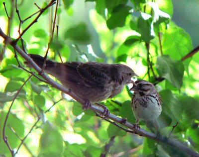 Song Sparrow with Brown-headed Cowbird fledgling