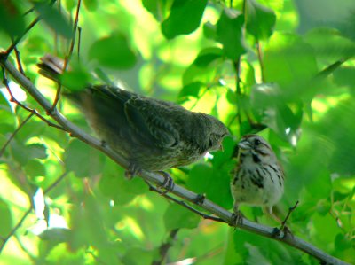 Song Sparrow with Brown-headed Cowbird fledgling