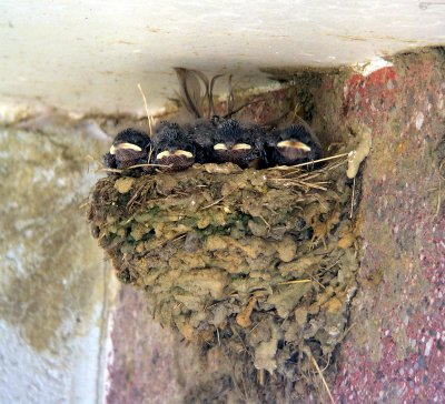 Four nestlings - July 4