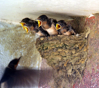 High excitement as adult approaches with food - July 9