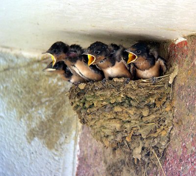 The young are leaning  further and further over the edge of the nest - July 9