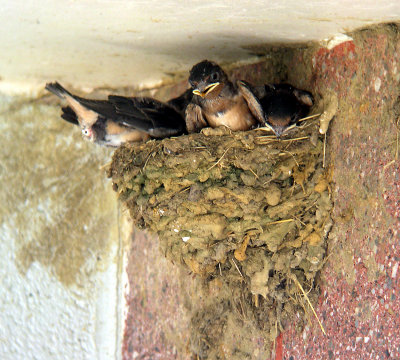 Hope there is no one entering women's restroom directly below the nest - July 10