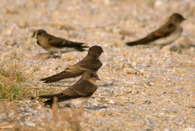 Rough-winged Swallows, juveniles