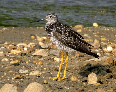 Greater Yellowlegs