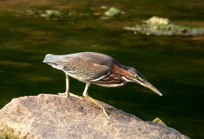 Green Heron