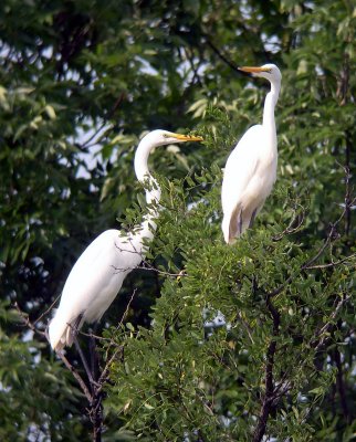 Great Egrets