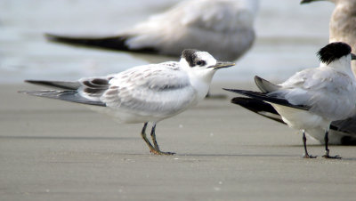 Banded Juvenile and adult Sandwich Terns