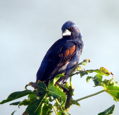 Blue Grosbeak