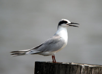 Forster's Tern