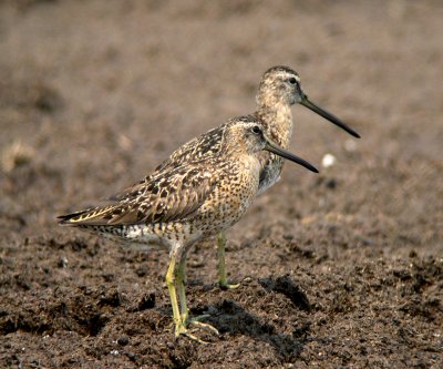 Short-billed Dowitchers