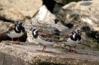 Ruddy Turnstone