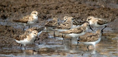 Sanderlings