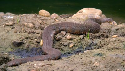 Mammals and Snakes