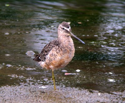 Short-billed Dowitcher