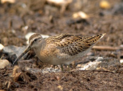 Short-billed Dowitcher