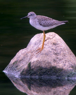 Lesser Yellowlegs