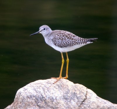 Lesser Yellowlegs