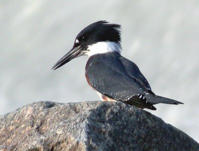 Belted Kingfisher