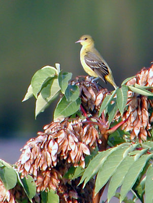 Orchard Oriole