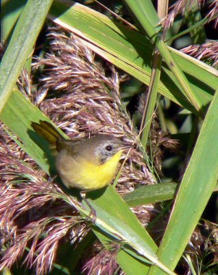 Common Yellowthroat